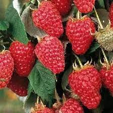 Малина (ремонтантная) Карамелька П в интернет гипермаркете «Планета Лета». Фото