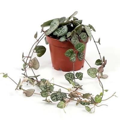 Церопегия Woodii, Гор8, Выс15 в интернет гипермаркете «Планета Лета». Фото