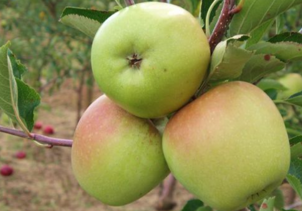 Яблоня карликовая Корей1-летка ОКС Н130 в интернет гипермаркете «Планета Лета». Фото