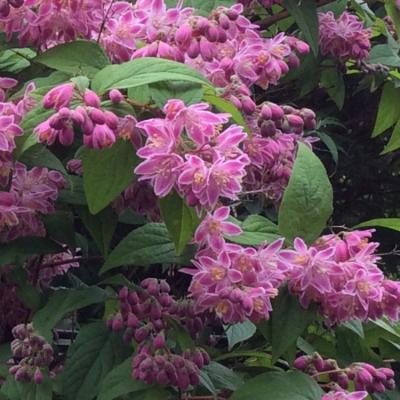 Дейция розовая (туба) в интернет гипермаркете «Планета Лета». Фото