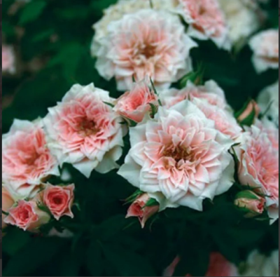 Роза миниатюрная Даниэла П в интернет гипермаркете «Планета Лета». Фото