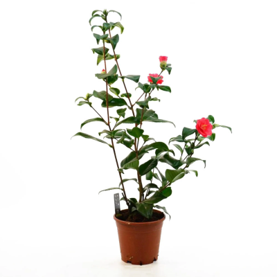 Камелия, Гор13, Выс40 в интернет гипермаркете «Планета Лета». Фото