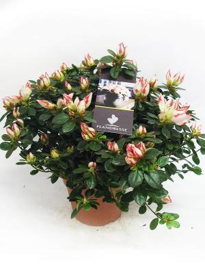 Рододендрон Madam Kint двухцв., Гор14, Выс30 в интернет гипермаркете «Планета Лета». Фото