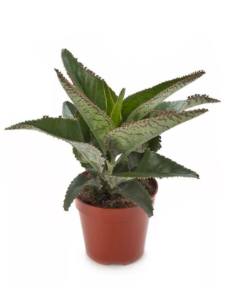 Каланхоэ Daigremontiana Octopus, Гор12, Выс20 в интернет гипермаркете «Планета Лета». Фото