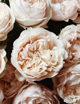 Роза чайно-гибрид Унфоргетабле ОКС в интернет гипермаркете «Планета Лета». Фото