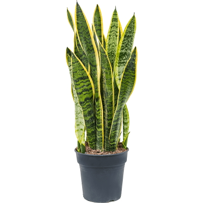 Сансевиерия Laurentii, Гор30, Выс110 в интернет гипермаркете «Планета Лета». Фото