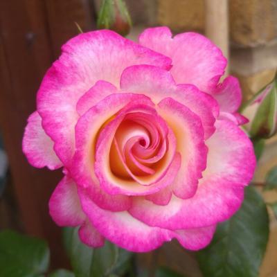 Роза плетистая Хэндел 7Ц в интернет гипермаркете «Планета Лета». Фото