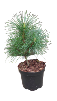 Сосна гималайская, Гор17 М в интернет гипермаркете «Планета Лета». Фото