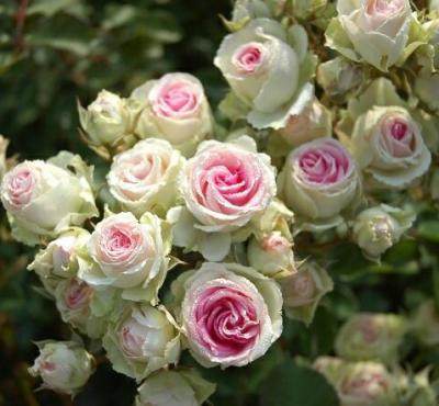 Роза спрей Мими Эдем Гор 23 М в интернет гипермаркете «Планета Лета». Фото