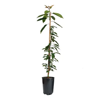 Черешня Талисман 2-летка С4 140 в интернет гипермаркете «Планета Лета». Фото