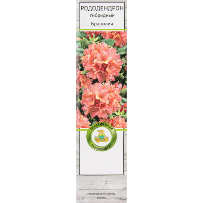 Рододендрон гибридный Бразилия/ЦКор в интернет гипермаркете «Планета Лета». Фото