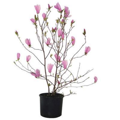 Магнолия Soulangeana Tulpenmagnolie, Гор26, Выс120 в интернет гипермаркете «Планета Лета». Фото