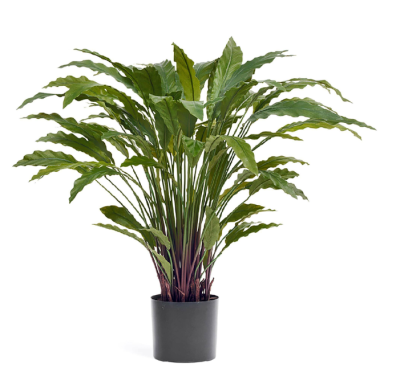 Калатея в горшке 75 см 77 листов в интернет гипермаркете «Планета Лета». Фото