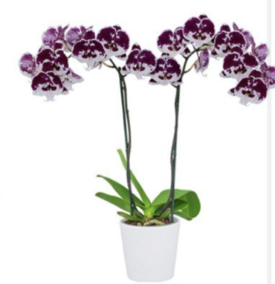 Фаленопсис 1 pp Untold Stories, Гор12, Выс60 в интернет гипермаркете «Планета Лета». Фото