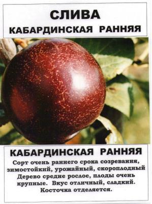 Слива Кабардинская ранняя 2-летка С4 Выс140 в интернет гипермаркете «Планета Лета». Фото