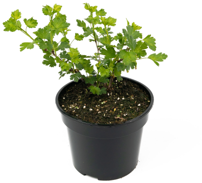 Крыжовник Мускатный, С2 П в интернет гипермаркете «Планета Лета». Фото