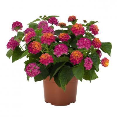 Лантана, Гор12 М в интернет гипермаркете «Планета Лета». Фото