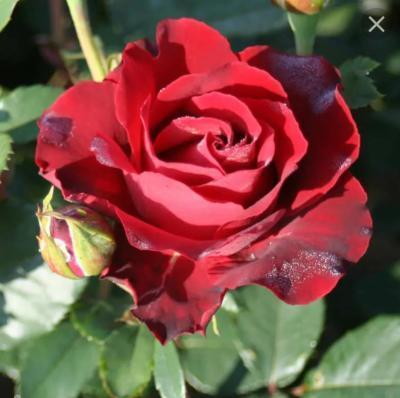 Роза чайно-гибридная Омаш о Барбара ОКС в интернет гипермаркете «Планета Лета». Фото