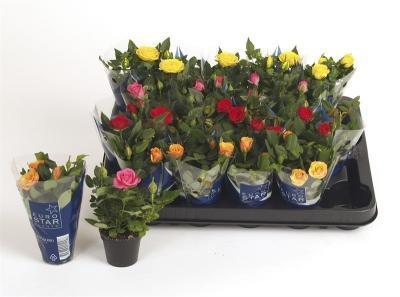 Роза Hybrid Mix mini, Гор6, Выс15 в интернет гипермаркете «Планета Лета». Фото