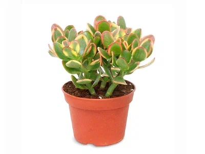 Крассула Sunset, Гор17, Выс30 в интернет гипермаркете «Планета Лета». Фото