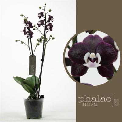 Фаленопсис 2 pp Mix Black Pearl, Гор12, Выс70 в интернет гипермаркете «Планета Лета». Фото