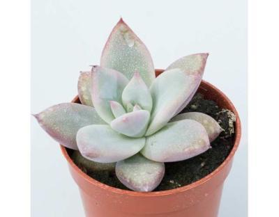 Эчеверия, Гор9, Выс20, уц1 в интернет гипермаркете «Планета Лета». Фото