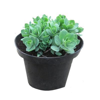 Очиток, Гор9, Выс10 в интернет гипермаркете «Планета Лета». Фото