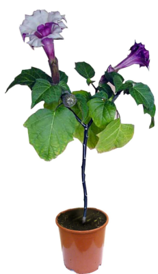 Бругмансия, Гор27, Выс100 в интернет гипермаркете «Планета Лета». Фото