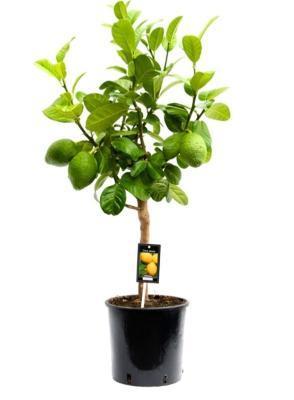 Цитрус Lemon medica Bergamot, Гор22, Выс90 в интернет гипермаркете «Планета Лета». Фото