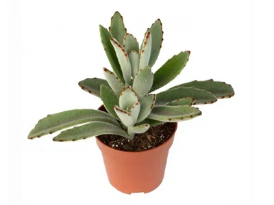 Каланхоэ Tomentosa, Гор11 М в интернет гипермаркете «Планета Лета». Фото