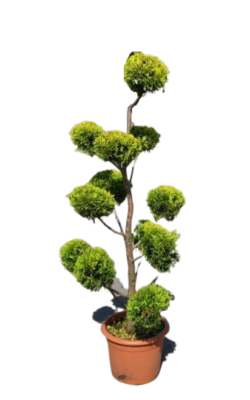 Бонсай Купрессоципарис LEYLANDII, Гор90, Выс220 И в интернет гипермаркете «Планета Лета». Фото