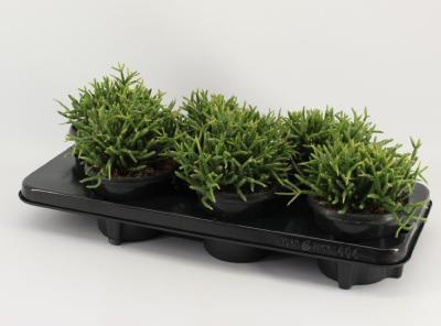 Рипсалис Mix, Гор12, Выс20 в интернет гипермаркете «Планета Лета». Фото