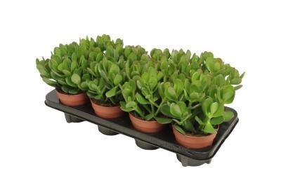 Крассула Ovata, Гор12, Выс20 в интернет гипермаркете «Планета Лета». Фото