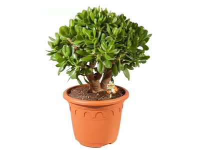 Крассула Ovata, Гор17, Выс30 в интернет гипермаркете «Планета Лета». Фото