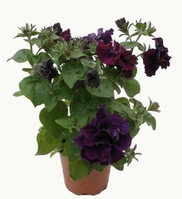 Петуния, Гор9 М в интернет гипермаркете «Планета Лета». Фото