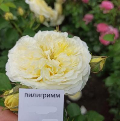 Роза плетистая Пилигримм ОКС в интернет гипермаркете «Планета Лета». Фото