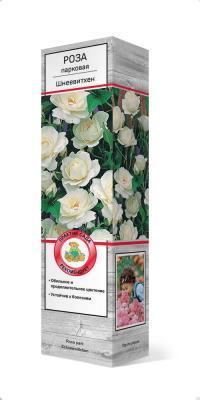 Роза парковая Шнеевиттхен П в интернет гипермаркете «Планета Лета». Фото