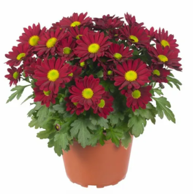 Хризантема Swifty, Гор11, Выс20 в интернет гипермаркете «Планета Лета». Фото