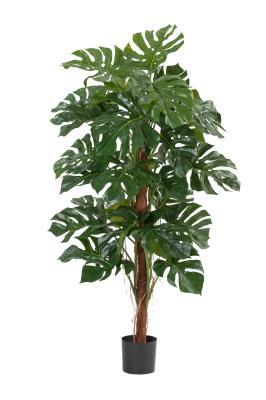 Монстера на стволе в-150 см 2/2 в интернет гипермаркете «Планета Лета». Фото