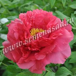 Пион древовидный Райзинг сан П в интернет гипермаркете «Планета Лета». Фото