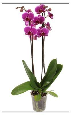 Фаленопсис 2 pp Purple, Гор12, Выс70 в интернет гипермаркете «Планета Лета». Фото