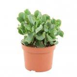 Крассула Arborescens, Гор13, Выс20 в интернет гипермаркете «Планета Лета». Фото