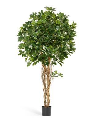 Шеффлера зонтичная пестрая 170см 2/2 в интернет гипермаркете «Планета Лета». Фото