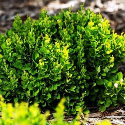 Барбарис т.Москато, Гор23 ЕП в интернет гипермаркете «Планета Лета». Фото