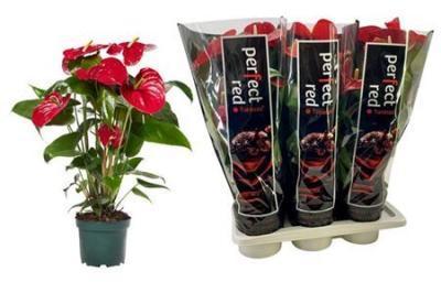 Антуриум Arebo, Гор17, Выс65 в интернет гипермаркете «Планета Лета». Фото