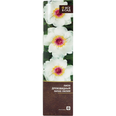 Пион древовидный Запах Лилии (туба) в интернет гипермаркете «Планета Лета». Фото