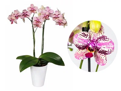 Фаленопсис 2 pp Frontera, Гор12, Выс60 в интернет гипермаркете «Планета Лета». Фото