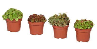 Очиток/молодило в ассортименте, Гор10 Л в интернет гипермаркете «Планета Лета». Фото