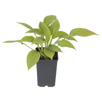 Хоста Блю Маммот Tim Гор17 М в интернет гипермаркете «Планета Лета». Фото