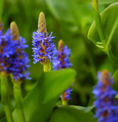 Понтедерия, Гор.14 М в интернет гипермаркете «Планета Лета». Фото